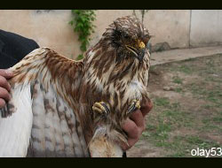 Rize'de Kartal Yavrusu