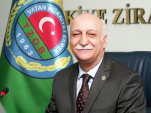 Zeytinde Hasat Zamanı