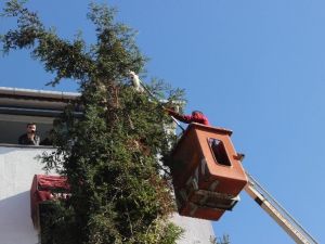 Günlerdir Ağaçta Mahsur Kalan Kedi Kurtarıldı