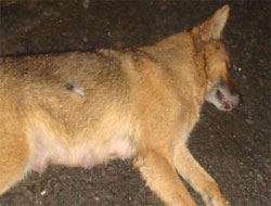 Rize'de Köpek Katliamı!