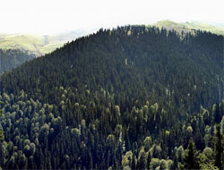 Karadeniz'de Kent Ormanı Çalışmaları