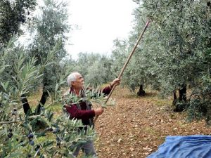 Osmangazi’den Zeytin Yağı Üreticisine Destek