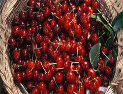 ''Küçük kırmızı ikizler"i hayatınızdan eksik etmeyin