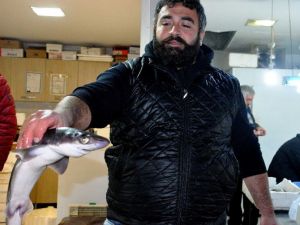 Hamsinin Peşine Takılan Köpek Balığı Balıkçı Ağlarına Takıldı