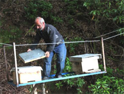 Ayılara Rizeli Çözümü!