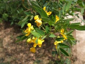 Kötü Huylu Bakterileri Vücuttan Sinameki İle Atın