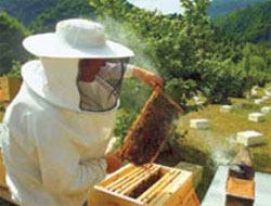 Rize'de Bal Üretimi Düştü