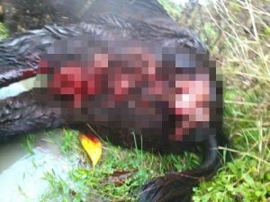 Ayılar, Kastamonu’da 3 Hayvanı Telef Etti