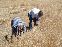 Rize ve Trabzon Sıfır Çekti