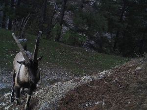 Osmaniye’de Yaban Keçisi Görüntülendi