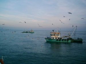 Marmara Denizi’nde Trol Yeniden Hortladı