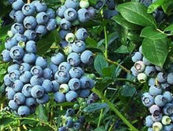 Likapa'nın Faydaları Sınırsız!