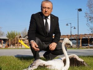 Yolunu Şaşıran Flamingo İlgi Odağı Oldu