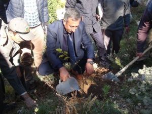 Yanan Orman Alanlarına Ceviz Fidanı Dikiliyor