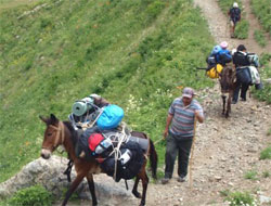 Yaylada Yerli Mercedes Katır!