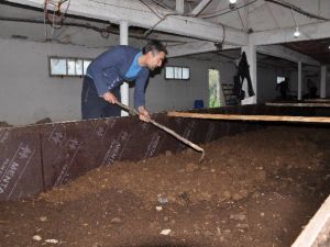 Organik Ürünler Artık Kaliforniya Solucanı Gübresiyle Yetişecek