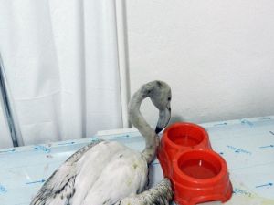 Yaralı Flamingo Tedavi Altında
