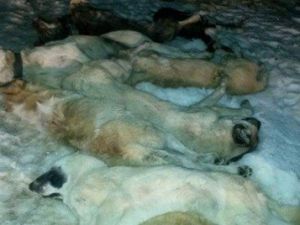 Kastamonu’da 9 Köpek, Zehirlenerek Çöplüğe Atılmış Şekilde Bulundu