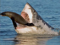Şaşkın köpekbalığı plaja böyle çıktı - VİDEO