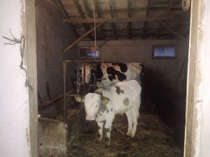 Bartın’da Hayvan Hırsızları 4 Büyükbaş Hayvan Daha Çaldı