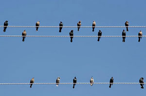 Elektrik Tellerine Konan Kuşlar Çayeli'ni Elektriksiz Bıraktı