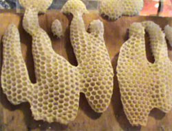 Görenleri Hayran Bırakan 'Allah' Yazısı