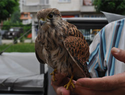 Yavru Şahin Koruma Altına Alındı