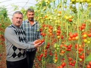 Kriz Endişesi Türk Domatesine Yeni Pazarlar Kazandırdı