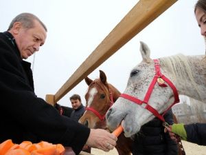 Cumhurbaşkanı Erdoğan, Atlara Havuç Yedirdi