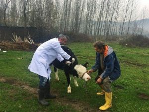 Bartın’da ’Nepal Şapı’ Karantinası