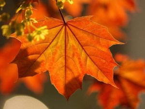 Kireçlenmeden Çınar Yaprağı İle Kurtulun