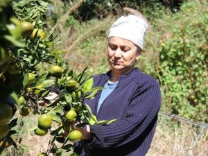 Fındık Diyarında Mandalina Hasadı