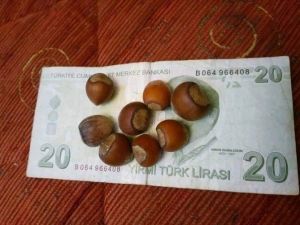 Fındık Üreticisinin ’20 Lira’ Esprisi
