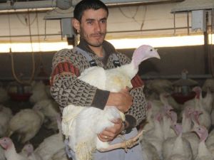 Bolu’da Yılbaşı İçin 150 Bin Hindi Kesildi