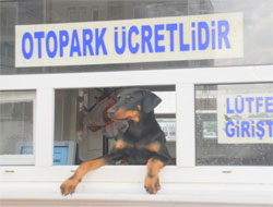 Otoparkın sadık bekçisi