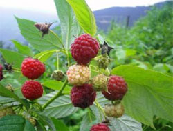 Bu meyveler zihni 'taze' tutar