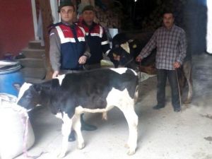 Bolu’da Çalınan Buzağılar Kocaeli’nde Bulundu
