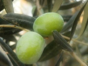 Mut’ta Zeytin Üreticiyi Güldürdü