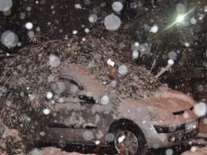 Giresun’da Karın Ağırlığına Dayanamayan Ağaçlar Devrildi