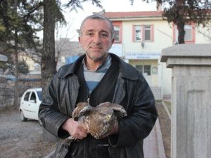 Elektrik Trafosunda Çarpılan Kartal Kurtarıldı