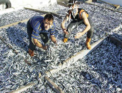 Balık Seçerken Bunlara Dikkat Edin