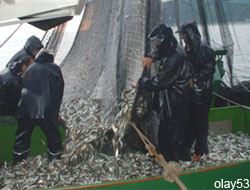 Rize'de Sel Balıkçılığı Etkiledi