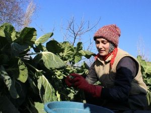 Brüksel Lahanasına Rusya Darbesi