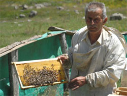 Anzer Balı'nda Tarihi Rekor!