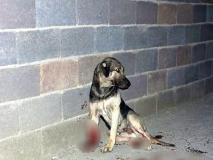 Sokak Köpeklerini Tüfekle Vurdular