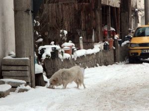 Bolu’da Sokak Hayvanlarına Mama Bırakıldı