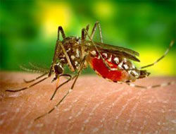 Batı Nil virüsünü nasıl anlarsınız?