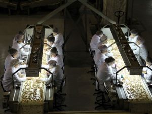 Fındık İhracat Gelirinde Tüm Zamanların Rekoru Kırıldı