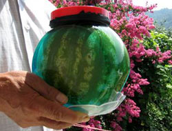 Kavanozda Karpuz Yetiştirdi