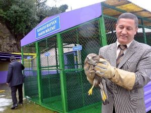 Yaralı Doğan Tedavi Edilerek Doğaya Salındı